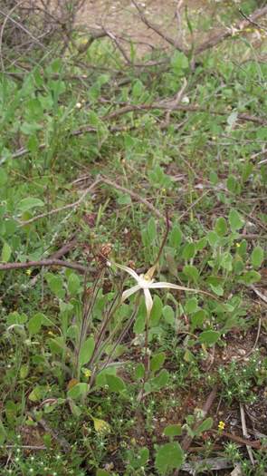 Caladenia - Orchid-spider-4-Sep-2018p0008.JPG